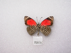  ( - MACN-Bar-Lep-ct 00071)  @13 [ ] Copyright (2011) MACN Museo Argentino de Ciencias Naturales 
