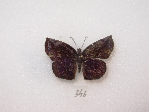  ( - MACN-Bar-Lep-ct 00346)  @13 [ ] Copyright (2011) MACN Museo Argentino de Ciencias Naturales 