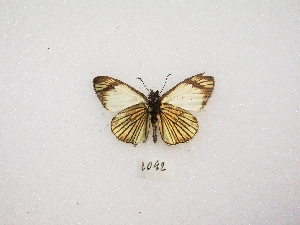  ( - MACN-Bar-Lep-ct 01042)  @12 [ ] Copyright (2011) MACN Museo Argentino de Ciencias Naturales 