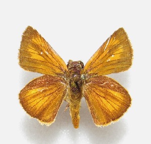  (Corticea immocerinus - MACN-Bar-Lep-ct 06620)  @11 [ ] Copyright (2015) MACN Museo Argentino de Ciencias Naturales "Bernardino Rivadavia"