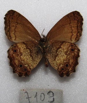  ( - MACN-Bar-Lep-ct 07103)  @11 [ ] Copyright (2015) MACN Museo Argentino de Ciencias Naturales "Bernardino Rivadavia"