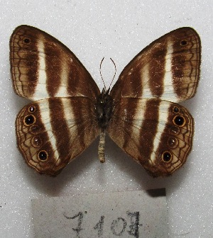  ( - MACN-Bar-Lep-ct 07107)  @11 [ ] Copyright (2015) MACN Museo Argentino de Ciencias Naturales "Bernardino Rivadavia"