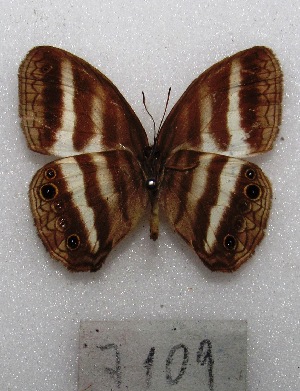  ( - MACN-Bar-Lep-ct 07109)  @11 [ ] Copyright (2015) MACN Museo Argentino de Ciencias Naturales "Bernardino Rivadavia"