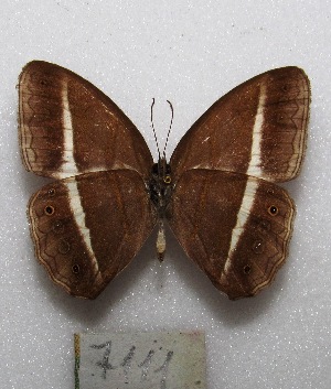  ( - MACN-Bar-Lep-ct 07111)  @11 [ ] Copyright (2015) MACN Museo Argentino de Ciencias Naturales "Bernardino Rivadavia"