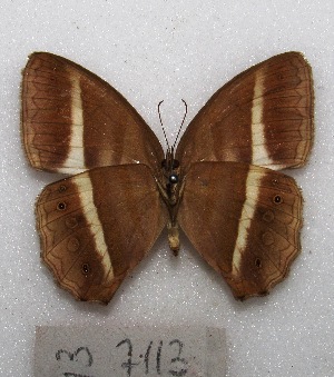  ( - MACN-Bar-Lep-ct 07113)  @11 [ ] Copyright (2015) MACN Museo Argentino de Ciencias Naturales "Bernardino Rivadavia"