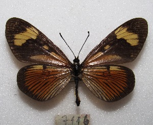  ( - MACN-Bar-Lep-ct 07116)  @13 [ ] Copyright (2015) MACN Museo Argentino de Ciencias Naturales "Bernardino Rivadavia"