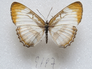  ( - MACN-Bar-Lep-ct 09197)  @11 [ ] Copyright (2022) MACN Museo Argentino de Ciencias Naturales "Bernardino Rivadavia"