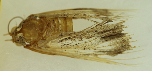  (Melipotis obliquivia - MNVD-45453_F01)  @11 [ ] by-nc (2023) T.Karisch MNVD