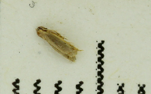  (Eudarcia sp. Small - MNVD-46770-B10)  @11 [ ] by-nc (2025) T.Karisch MNVD