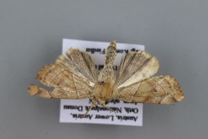  ( - KF19030)  @13 [ ] by-nc-sa (2019) Brigitte Gottsberger University of Vienna, Dept of Botany and Biodiversity Research
