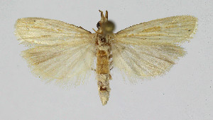  ( - Nor_Crete_2025314)  @11 [ ] Creative Commons  Attribution Non-Commercial Share-Alike (2025) Kai Berggren NTNU University Museum, Department of Natural History