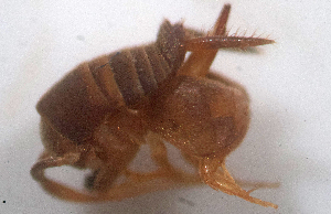 (Myrmecophilus fuscus - BC_AL_Ort_010)  @11 [ ] cc (2024) Stanislas Wroza PatriNat (OFB-MNHN)