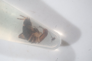  (Paramogoplistes - BC_AL_Ort_019)  @11 [ ] cc (2024) Stanislas Wroza PatriNat (OFB-MNHN)