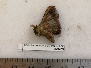  ( - BC-MNHN-LEP02675)  @11 [ ] CC-By (2022) Rodolphe Rougerie MNHN