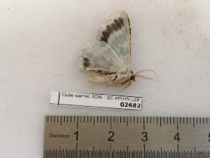  ( - BC-MNHN-LEP02682)  @11 [ ] CC-By (2022) Rodolphe Rougerie MNHN