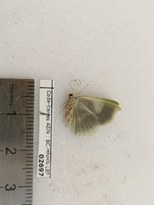  ( - BC-MNHN-LEP02697)  @11 [ ] CC-By (2022) Rodolphe Rougerie MNHN