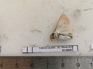  ( - BC-MNHN-LEP01860)  @11 [ ] CC-By (2022) Rodolphe Rougerie MNHN