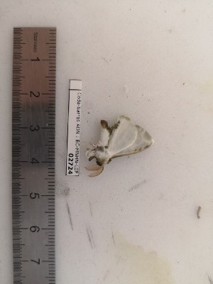  ( - BC-MNHN-LEP02724)  @11 [ ] CC-By (2022) Rodolphe Rougerie MNHN