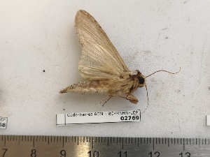  ( - BC-MNHN-LEP02769)  @11 [ ] CC-By (2022) Rodolphe Rougerie MNHN