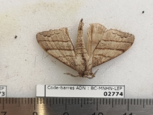  ( - BC-MNHN-LEP02774)  @11 [ ] CC-By (2022) Rodolphe Rougerie MNHN