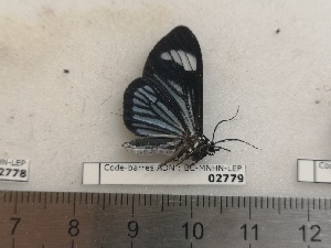  ( - BC-MNHN-LEP02779)  @11 [ ] CC-By (2022) Rodolphe Rougerie MNHN