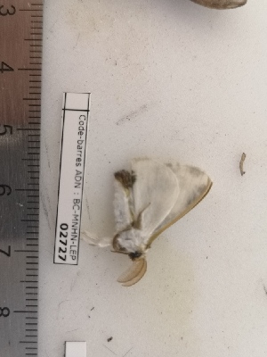  ( - BC-MNHN-LEP02727)  @11 [ ] CC-By (2022) Rodolphe Rougerie MNHN