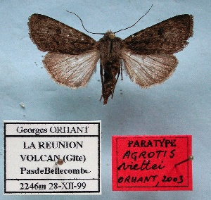  (Agrotis viettei - BC-GO0014)  @11 [ ] Copyright (2014) Georges Orhant Research Collection of Georges Orhant