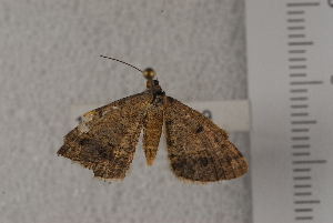  (Isturgia exerraria - 10TEOSA-1219)  @12 [ ] No Rights Reserved  Olivier Maurin University of Johannesburg