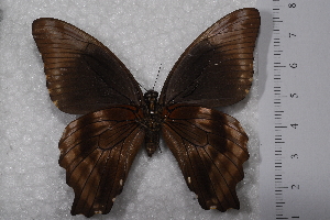  (Papilio nireus lyaeus - TvW0022)  @14 [ ] No Rights Reserved  Unspecified Unspecified