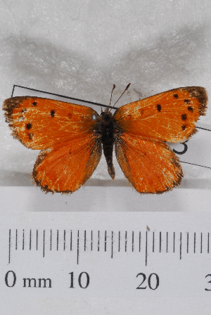  (Lycaena clarki - TvW0124)  @13 [ ] No Rights Reserved  Unspecified Unspecified