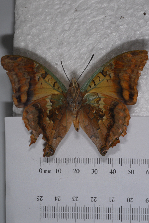 (Charaxes candiope - TvW0150)  @14 [ ] No Rights Reserved  Unspecified Unspecified
