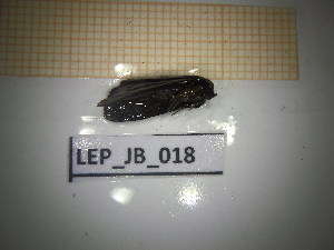  ( - LEP_JB_018)  @11 [ ] CreativeCommons Attribution (2025) Dept Invertebrate Zoology and Hydrobiology, University of Lodz University of Lodz