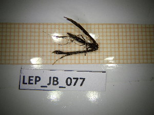  ( - LEP_JB_077)  @11 [ ] CreativeCommons Attribution (2025) Dept Invertebrate Zoology and Hydrobiology, University of Lodz University of Lodz