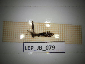  ( - LEP_JB_079)  @11 [ ] CreativeCommons Attribution (2025) Dept Invertebrate Zoology and Hydrobiology, University of Lodz University of Lodz