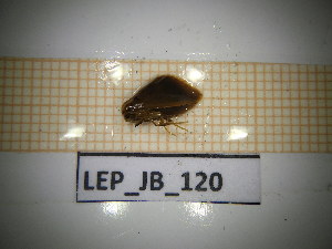  ( - LEP_JB_120)  @11 [ ] CreativeCommons Attribution (2025) Dept Invertebrate Zoology and Hydrobiology, University of Lodz University of Lodz