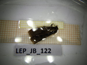  ( - LEP_JB_122)  @11 [ ] CreativeCommons Attribution (2025) Dept Invertebrate Zoology and Hydrobiology, University of Lodz University of Lodz