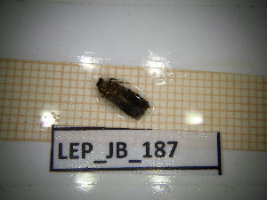  ( - LEP_JB_187)  @11 [ ] CreativeCommons Attribution (2025) Dept Invertebrate Zoology and Hydrobiology, University of Lodz University of Lodz