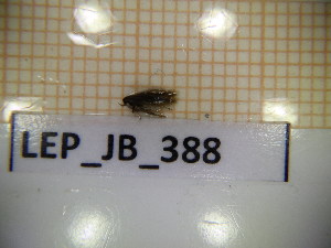  ( - LEP_JB_388)  @11 [ ] CreativeCommons Attribution (2025) Dept Invertebrate Zoology and Hydrobiology, University of Lodz University of Lodz