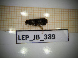  ( - LEP_JB_389)  @11 [ ] CreativeCommons Attribution (2025) Dept Invertebrate Zoology and Hydrobiology, University of Lodz University of Lodz