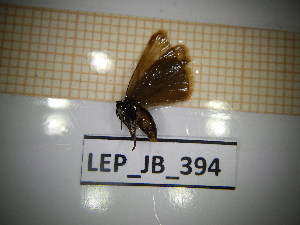  ( - LEP_JB_394)  @11 [ ] CreativeCommons Attribution (2025) Dept Invertebrate Zoology and Hydrobiology, University of Lodz University of Lodz