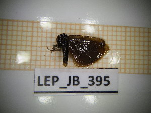  ( - LEP_JB_395)  @11 [ ] CreativeCommons Attribution (2025) Dept Invertebrate Zoology and Hydrobiology, University of Lodz University of Lodz