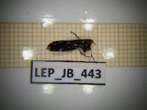  ( - LEP_JB_443)  @11 [ ] CreativeCommons Attribution (2025) Dept Invertebrate Zoology and Hydrobiology, University of Lodz University of Lodz