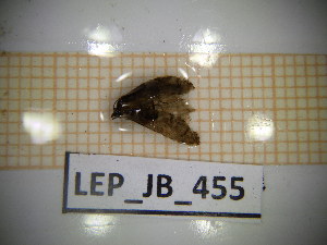  ( - LEP_JB_455)  @11 [ ] CreativeCommons Attribution (2025) Dept Invertebrate Zoology and Hydrobiology, University of Lodz University of Lodz