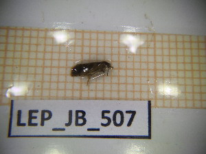  ( - LEP_JB_507)  @11 [ ] CreativeCommons Attribution (2025) Dept Invertebrate Zoology and Hydrobiology, University of Lodz University of Lodz