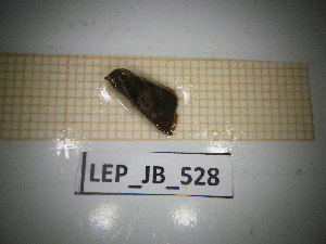  ( - LEP_JB_528)  @11 [ ] CreativeCommons Attribution (2025) Dept Invertebrate Zoology and Hydrobiology, University of Lodz University of Lodz