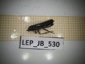  ( - LEP_JB_530)  @11 [ ] CreativeCommons Attribution (2025) Dept Invertebrate Zoology and Hydrobiology, University of Lodz University of Lodz