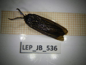  (Coscinia striata - LEP_JB_536)  @11 [ ] CreativeCommons Attribution (2025) Dept Invertebrate Zoology and Hydrobiology, University of Lodz University of Lodz