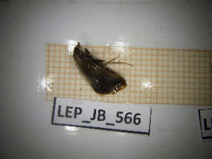  ( - LEP_JB_566)  @11 [ ] CreativeCommons Attribution (2025) Dept Invertebrate Zoology and Hydrobiology, University of Lodz University of Lodz