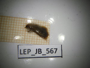  ( - LEP_JB_567)  @11 [ ] CreativeCommons Attribution (2025) Dept Invertebrate Zoology and Hydrobiology, University of Lodz University of Lodz