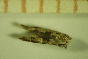  ( - LEP_JB_646)  @11 [ ] CreativeCommons Attribution (2025) Dept Invertebrate Zoology and Hydrobiology, University of Lodz University of Lodz